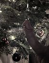 Vrolijke Kerst, foto 1936x2452, 0 reacties, 1 stemmen