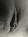 Close-up van haar poesje, foto 2753x3646, 1 reacties, 16 stemmen