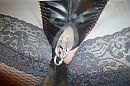 Geilen op Piercingfreak, foto 4000x2666, 0 reacties, 3 stemmen