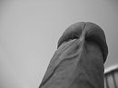 M'n eikel, foto 1000x750, 0 reacties, 1 stemmen