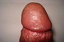 dikke eikel, foto 2816x1872, 2 reacties, 7 stemmen