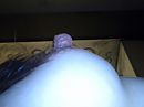 harde tepel, foto 2592x1944, 0 reacties, 1 stemmen