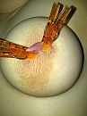 (kinky) opdrachtje 2, foto 1500x2000, 1 reacties, 4 stemmen