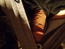 kittyfiller, foto 3968x2976, 0 reacties, 0 stemmen