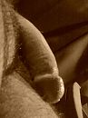 sepia cock, foto 1200x1600, 0 reacties, 0 stemmen