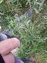 plasje op het werk, foto 2448x3264, 1 reacties, 11 stemmen