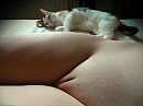 2 poesjes, foto 4000x3000, 6 reacties, 19 stemmen