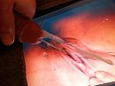 2e zaadstraal...., foto 3264x2448, 0 reacties, 0 stemmen
