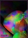 KoppelBe, foto 1278x1704, 0 reacties, 3 stemmen