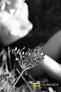 Natuur.., foto 2666x4000, 2 reacties, 17 stemmen