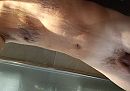 Net onder de douche..., foto 3278x2303, 1 reacties, 12 stemmen