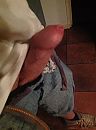 Pikkie, foto 1936x2592, 3 reacties, 6 stemmen