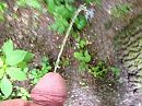 Plasje doen, foto 2048x1536, 4 reacties, 12 stemmen