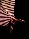 Schaduw en licht, foto 968x1296, 1 reacties, 1 stemmen