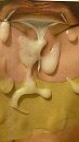 Spuiten op Peggy-Wesley, foto 2251x4000, 1 reacties, 4 stemmen