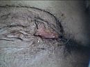 abpespritst fur zwaartefrau, foto 640x480, 0 reacties, 3 stemmen