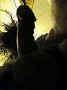 shadow, foto 1536x2048, 0 reacties, 1 stemmen