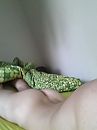 wachtend op een massage;), foto 960x1280, 1 reacties, 5 stemmen
