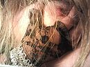 Black lace, foto 1600x1200, 12 reacties, 81 stemmen