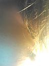 Borst, foto 1200x1600, 7 reacties, 36 stemmen