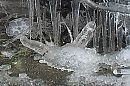 Cold as ice, foto 624x416, 2 reacties, 4 stemmen