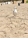 Domburg part 2, foto 1536x2048, 3 reacties, 19 stemmen