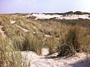 Duinen, foto 320x240, 1 reacties, 2 stemmen