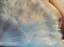 Feathers, foto 1600x1200, 12 reacties, 42 stemmen