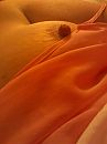 Friday fun, foto 1200x1600, 9 reacties, 38 stemmen