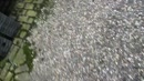 Gewoon omdat het kan...., film 00:00:00, 18 reacties, 64 stemmen