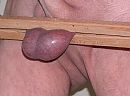 Hulpeloos in de klem, foto 500x370, 0 reacties, 3 stemmen