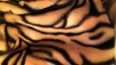 Is it a........ Tiger?, film 00:00:04, 27 reacties, 183 stemmen