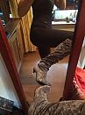These boots are made for....., foto 600x800, 6 reacties, 34 stemmen