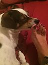 Zelfs m'n hond is......., foto 2448x3264, 13 reacties, 34 stemmen