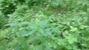 aftrekken in het bos, film 00:00:00, 6 reacties, 14 stemmen