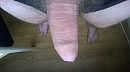 penis in halve stand, foto 1632x916, 10 reacties, 16 stemmen
