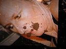 voor jou, slet, foto 1600x1200, 2 reacties, 1 stemmen