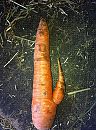 voor vegetariërs onder jullie, foto 1936x2592, 2 reacties, 5 stemmen