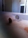 wat is het?????, foto 478x640, 0 reacties, 2 stemmen