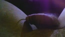 zoek een hete date, film 00:00:20, 0 reacties, 0 stemmen