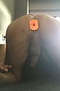 Beshikbaar voor vrouw of stel, foto 852x1271, 0 reacties, 5 stemmen
