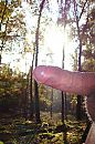 Bos zon 4, foto 2176x3264, 2 reacties, 4 stemmen