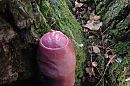 Bos zon 8, foto 3264x2176, 3 reacties, 9 stemmen