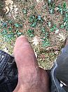 Bospik, foto 2448x3264, 0 reacties, 0 stemmen