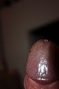 Eikel..., foto 2666x4000, 0 reacties, 1 stemmen