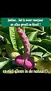 Heerlijk al die bloemetjes xxx, foto 640x1136, 0 reacties, 3 stemmen