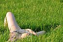 Het gras..., foto 4000x2656, 7 reacties, 66 stemmen