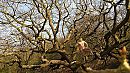 Levensboom, foto 3266x1837, 1 reacties, 4 stemmen