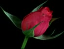 Mooie bloemen XX, film 00:00:24, 3 reacties, 17 stemmen