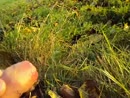 Nieuwsgierig met koeien 6, film 00:00:00, 5 reacties, 16 stemmen